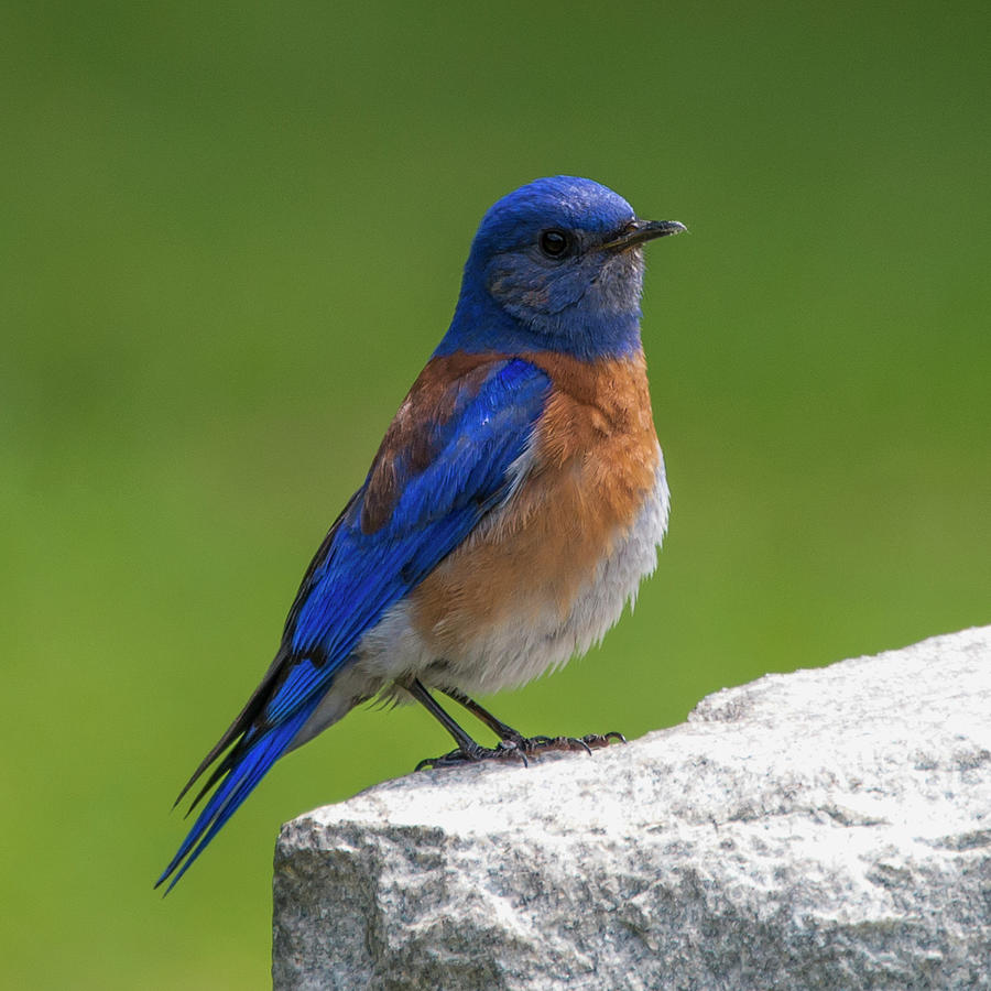 Western Bluebird Photograph By Tari Voydanoff - Fine Art America