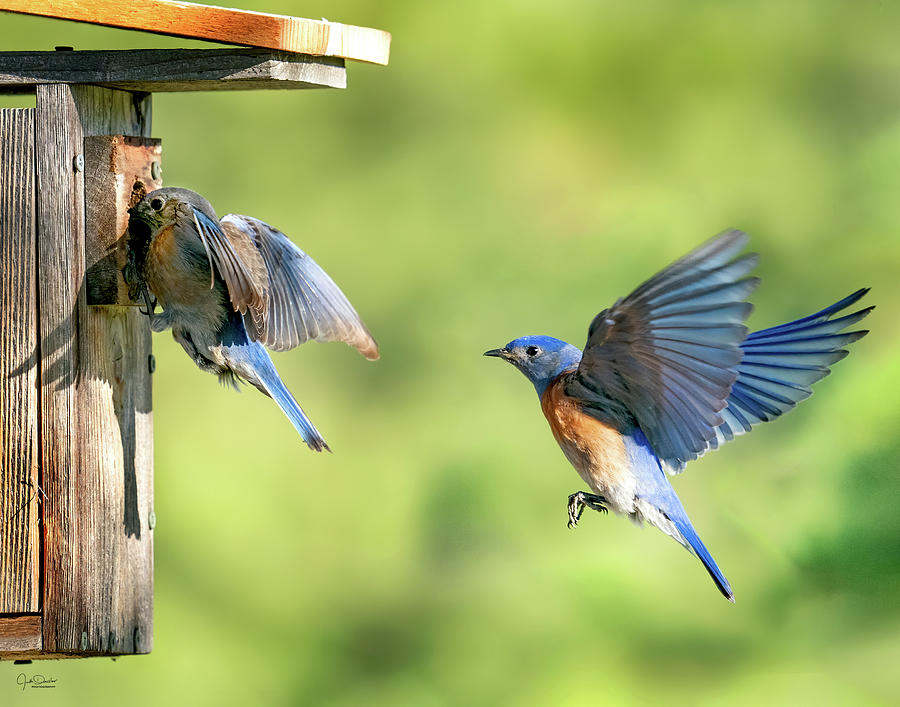 Western Bluebirds at the Nest Photograph by Judi Dressler
