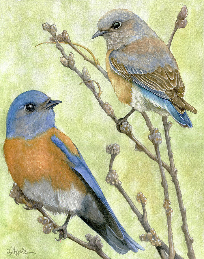Western Bluebirds watercolor Painting by Linda Apple