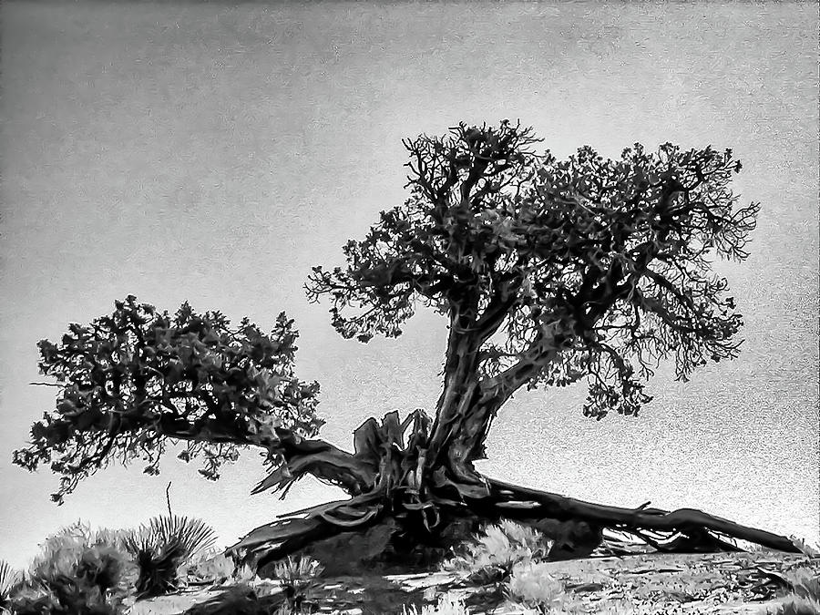 Western Bristlecone Pine Tree Photograph by Louis Dallara