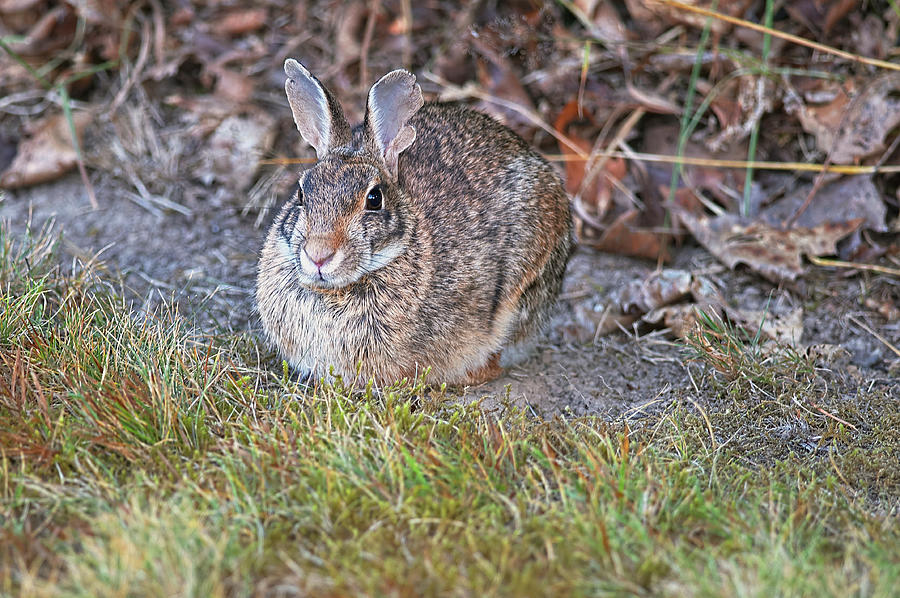  Western Brush Rabbit 3 Photograph by Sharon Talson