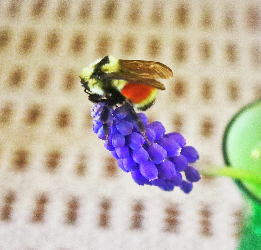 Western Bumblebee On Grape Hyacinth Photograph by Joyce Dickens