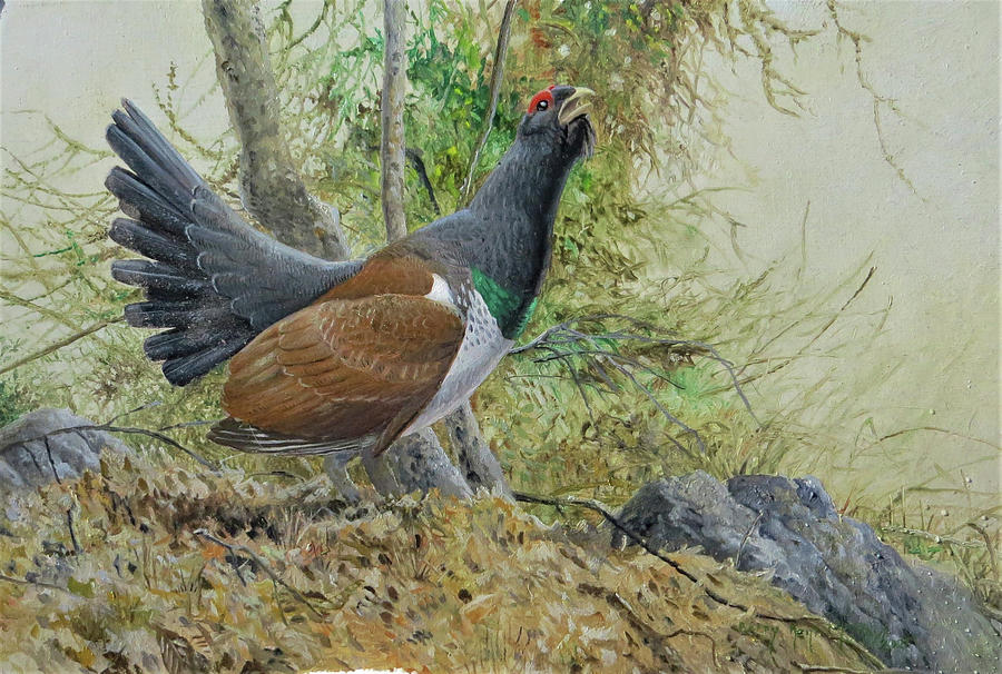 Western Capercaillie, Eastern Subspecies Painting by Barry Kent MacKay