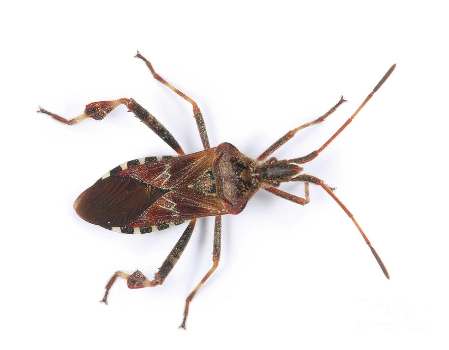Western Conifer Seed Bug Photograph by Warren Photographic