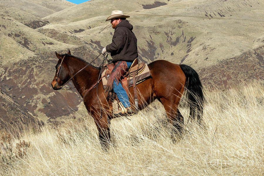 Western Cowboy Photograph by Michael Dawson