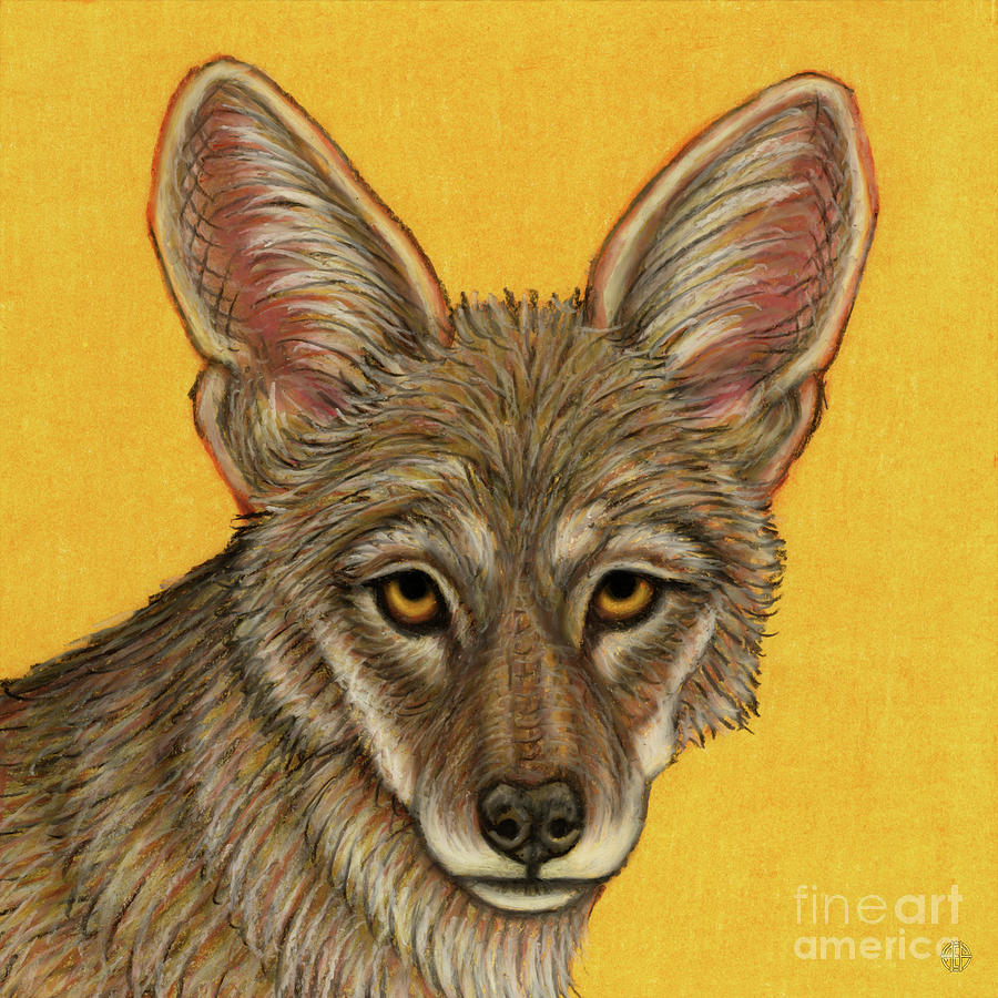 Western Coyote Painting by Amy E Fraser