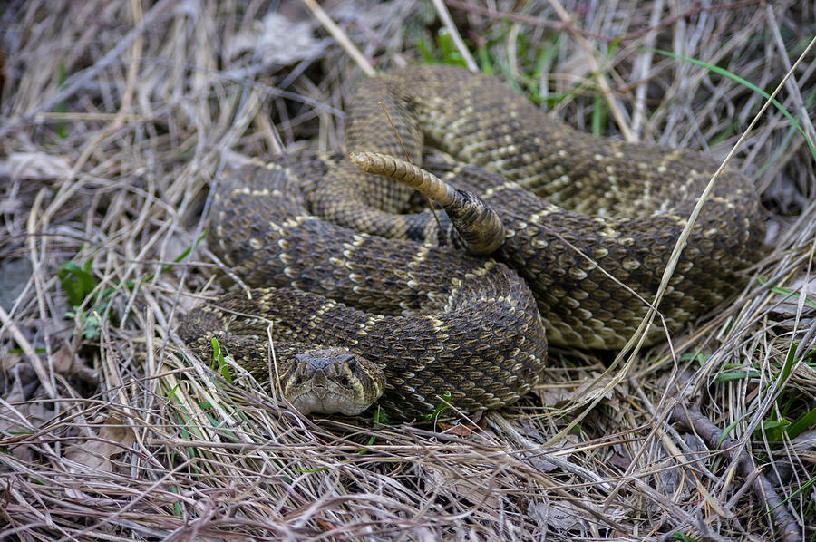 Western Diamondback Rattlesnake - 4537-2 Photograph by Jerry Owens