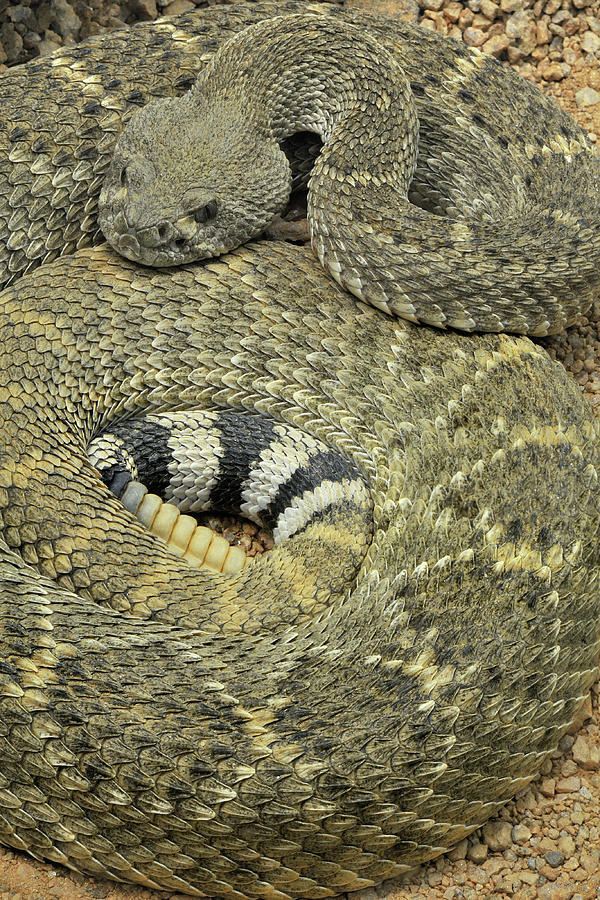 2560x1600 wallpaper images eastern diamondback rattlesnake