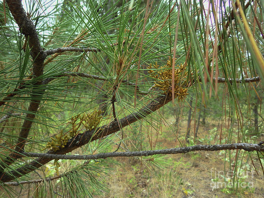 Western Dwarf Mistletoe on Ponderosa Pine Photograph by Charles Robinson