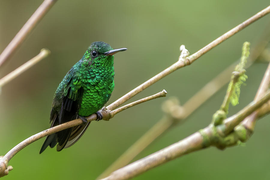 Western Emerald Alejandria Cali Valle del Cauca Colombia Photograph by Adam Rainoff