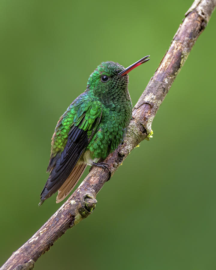 Western Emerald La Conchita Cali Valle del Cauca Colombia Photograph by Adam Rainoff