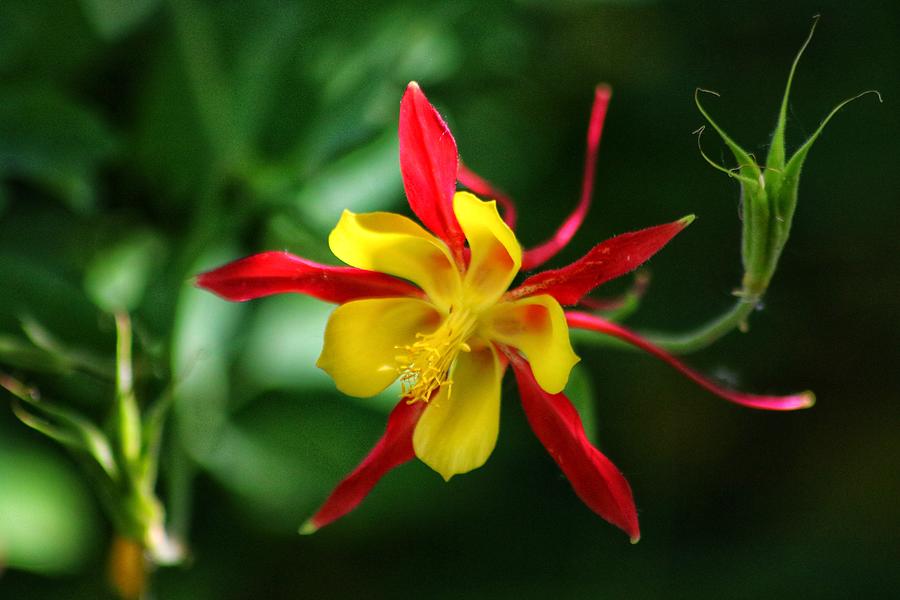 Western European Columbine Flower  Photograph by LaDonna McCray