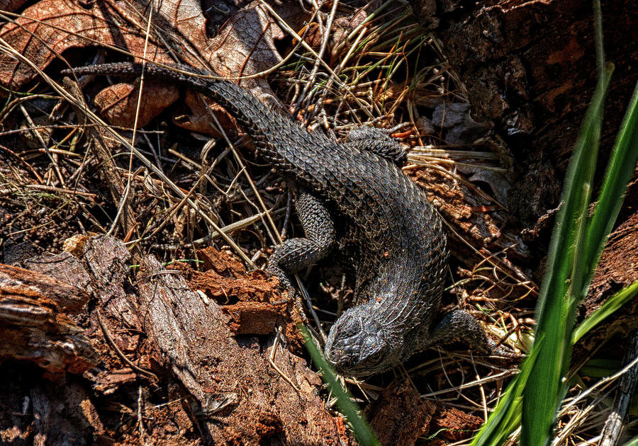 Nature Photograph - Western Fence Lizard by Betty Depee