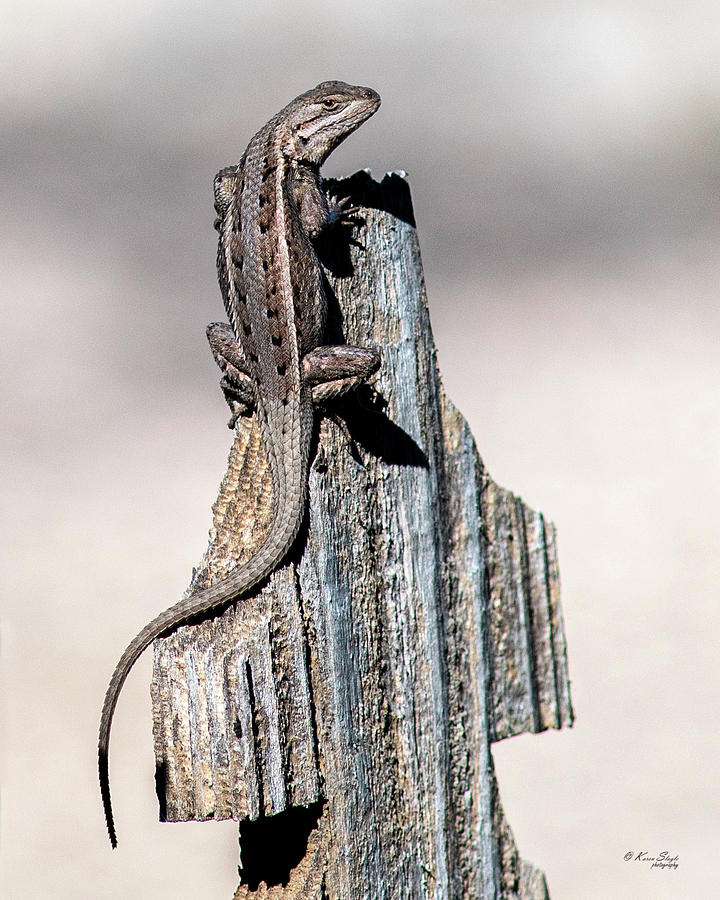 Western Fence Lizard Photograph by Karen Slagle