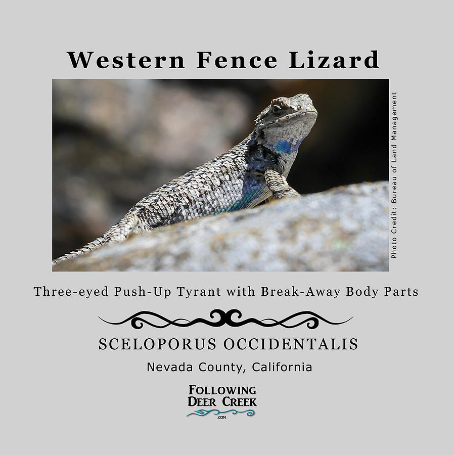 Nature Digital Art - Western Fence Lizard by Lisa Redfern