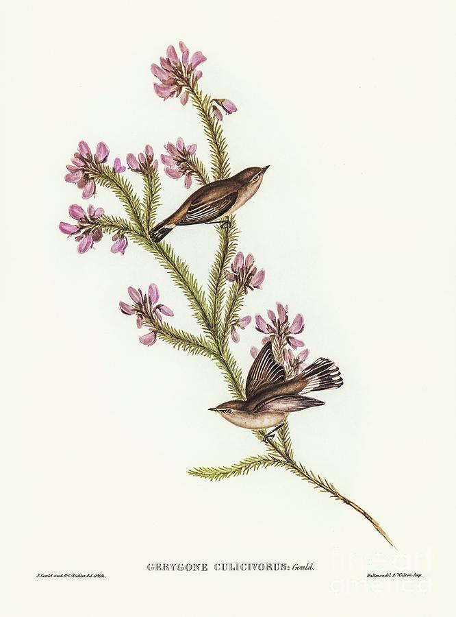 Western Gerygone Gerygone Culicivorus Illustrated By Elizabeth Gould 1804-1841 For John Gould Painting