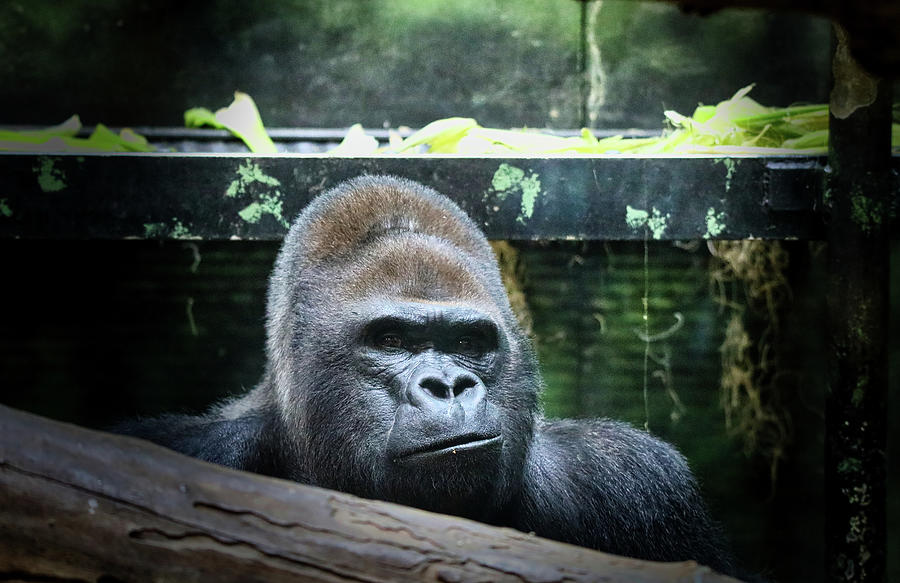 Western Gorilla  Photograph by Scott Burd