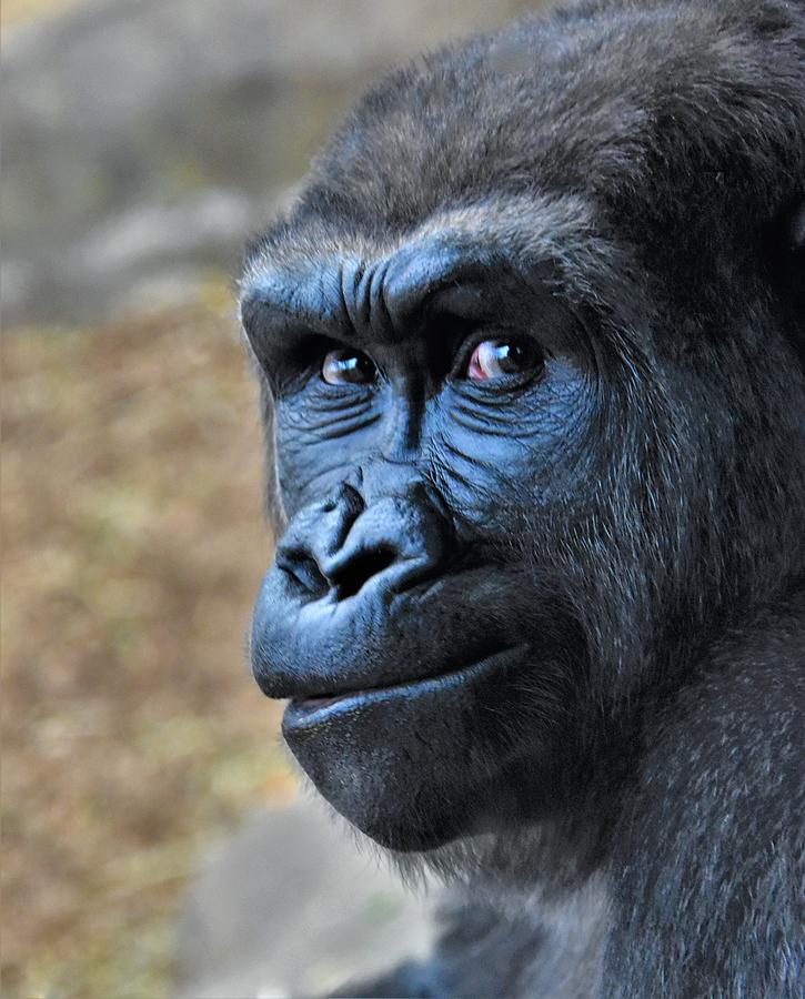 - Western Gorilla Photograph by THERESA Nye