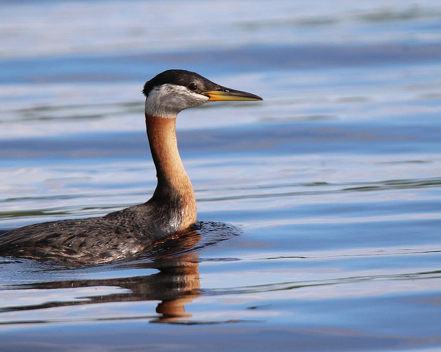 Western Grebe Photograph by Arvin Miner