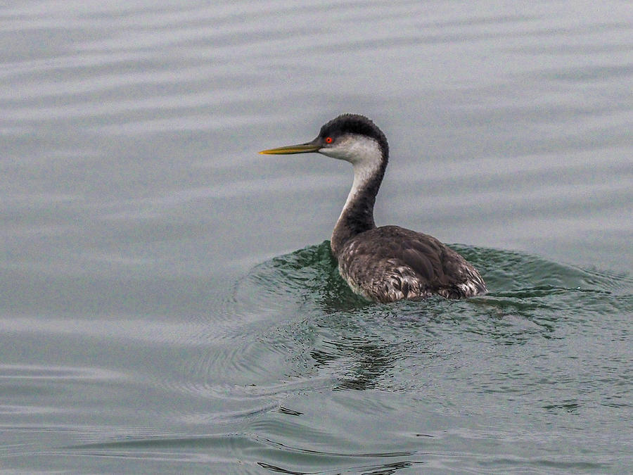 Western Grebe in the Elkhorn Slough Photograph by James C Richardson