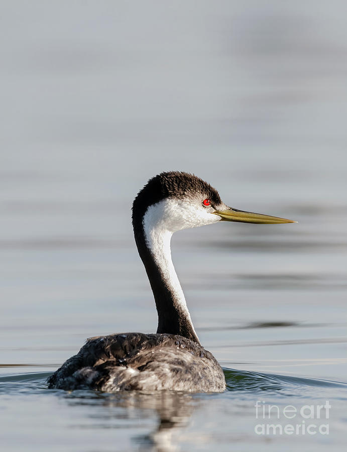 Western Grebe Photograph by Shannon Carson