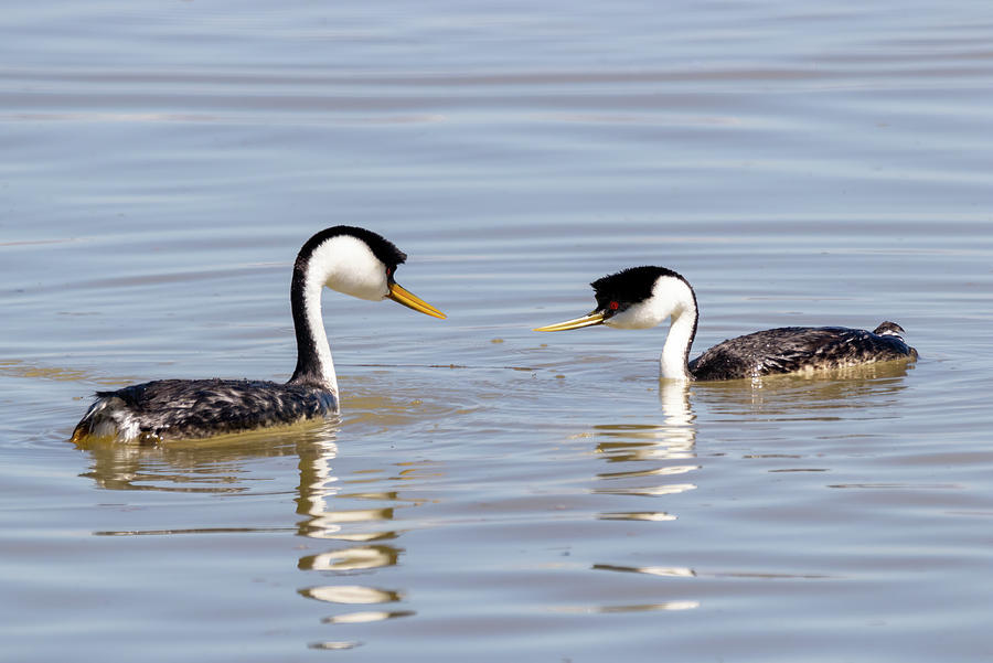Western Grebes 2 by Michael Chatt Western Grebes 2 by Michael Chatt