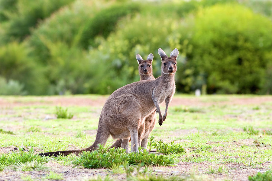 Western Grey Kangaroo and Joey Photograph by Kris Mercer - Fine Art America