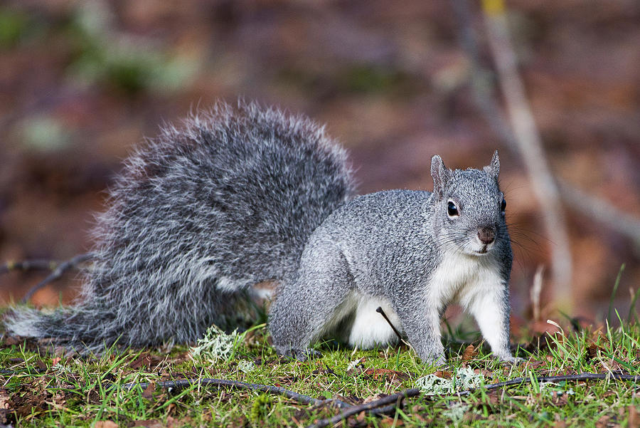 Western Grey Squirrel Photograph by Mike Shaw