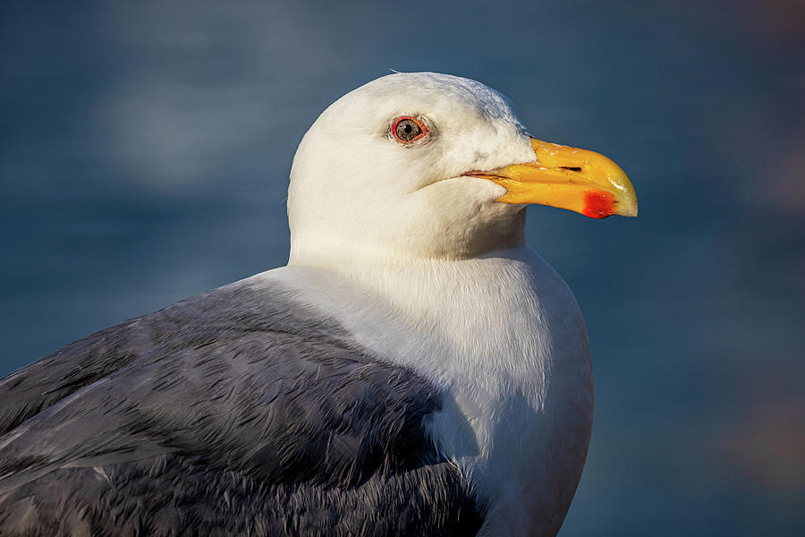 Western Gull Closeup Photograph by Jordan Hill