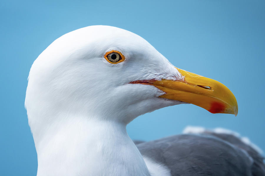 Western Gull Photograph by David A Litman