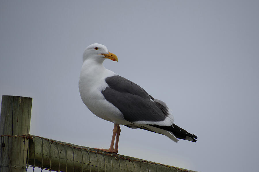 Western Gull Photograph by Thierry Lach Western Gull Photograph by Thierry Lach
