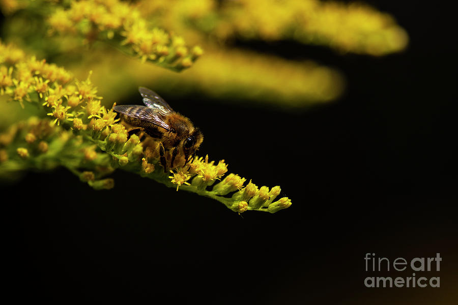 Western Honey Bee Photograph by JT Lewis