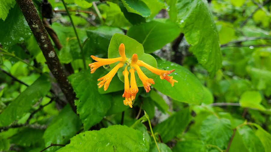 Western Honeysuckle 2 Photograph by Robert Randall - Fine Art America