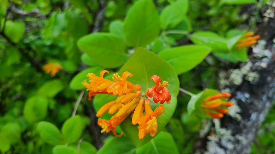 Western Honeysuckle 3 Photograph by Robert Randall - Fine Art America