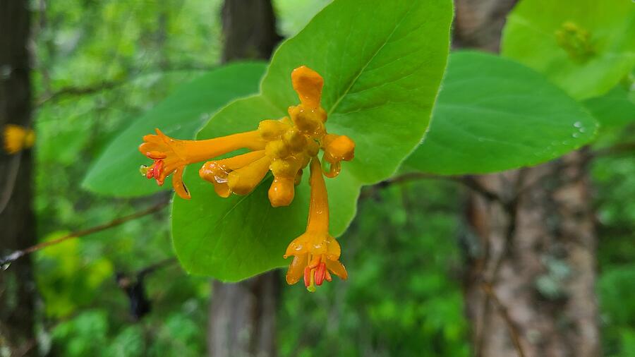 Western Honeysuckle 4 Photograph by Robert Randall - Fine Art America