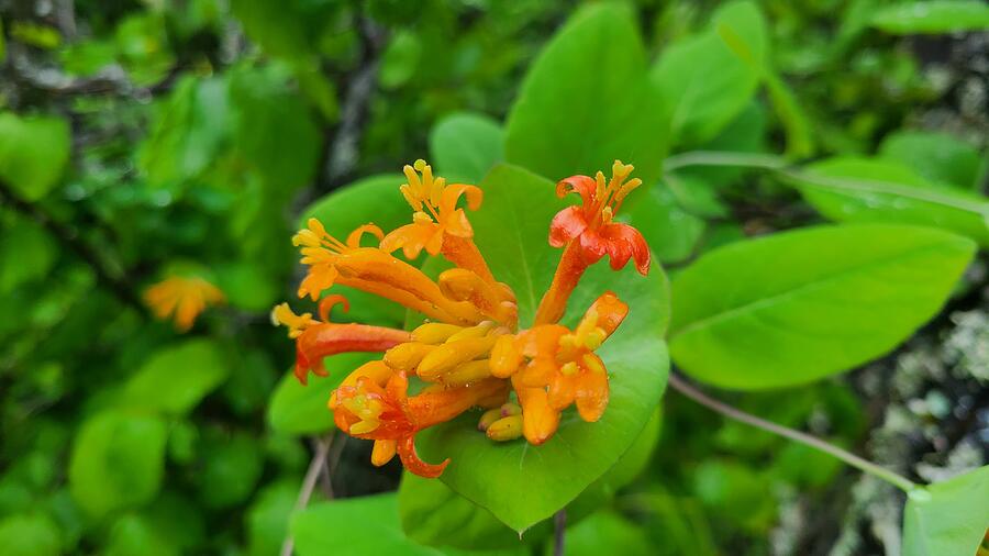 Western Honeysuckle Photograph by Robert Randall - Fine Art America