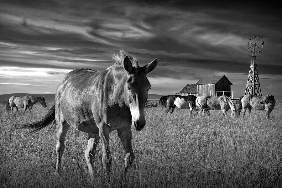 Western Horse Ranch with Herd in Black and White Photograph by Randall Nyhof