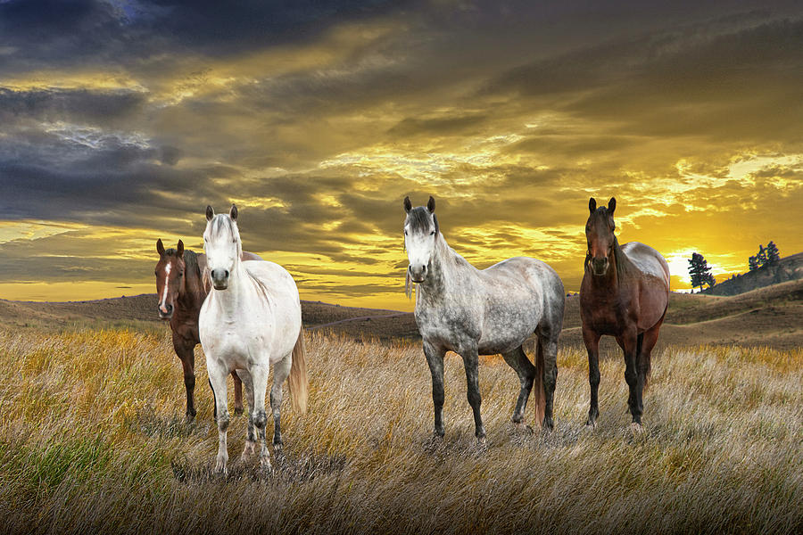 Western Horses at Sunset Photograph by Randall Nyhof