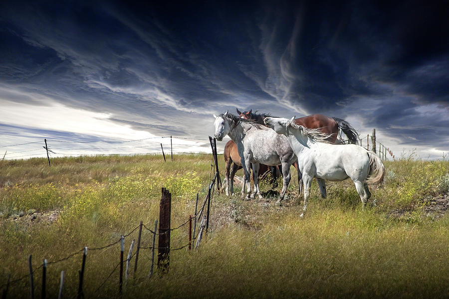 Western Horses by the Pasture Fence under a Cloud Swept Sky Photograph by Randall Nyhof