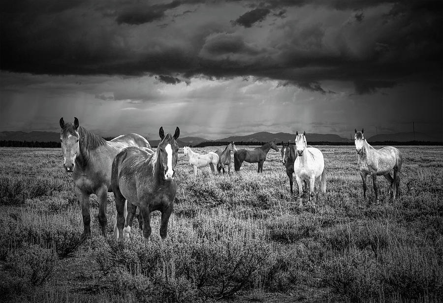 Western Horses under a Dark Cloudy Sky with Sunbeams in Black an Photograph by Randall Nyhof