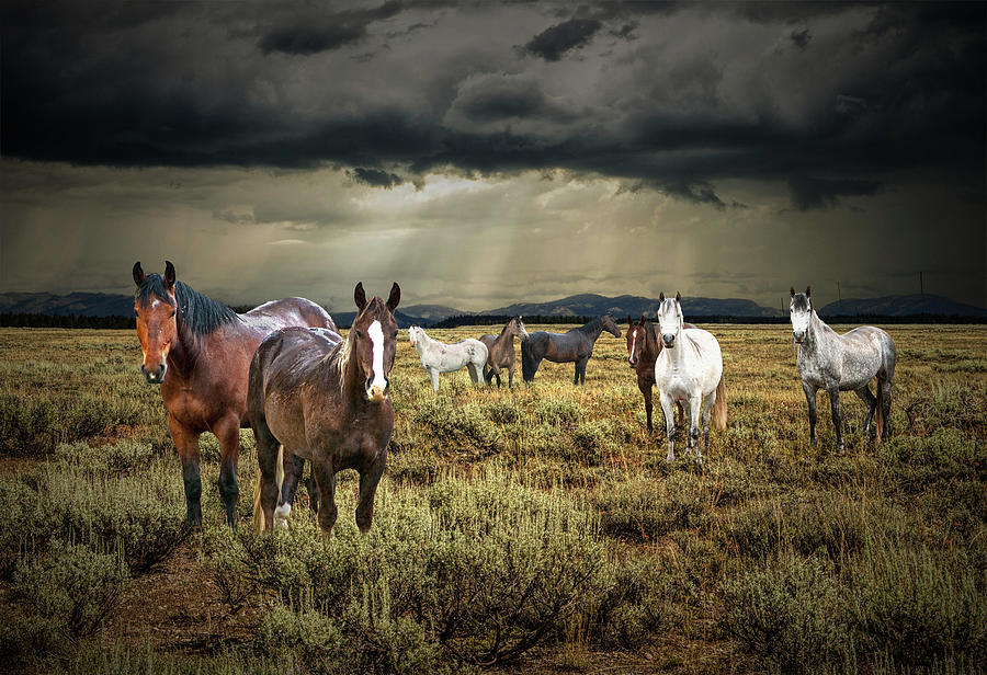 Western Horses under a Dark Cloudy Sky with Sunbeams Photograph by Randall Nyhof