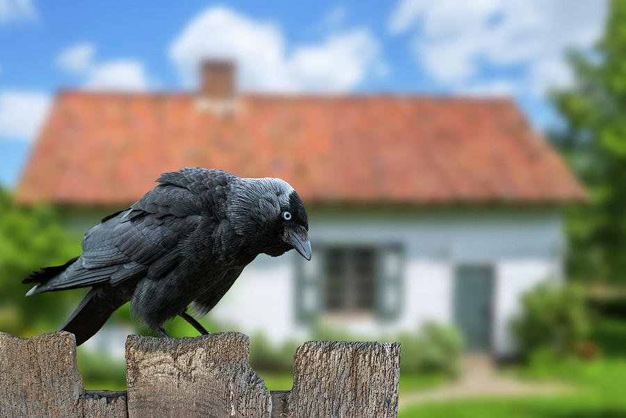 Western Jackdaw in Garden Photograph by Arterra Picture Library