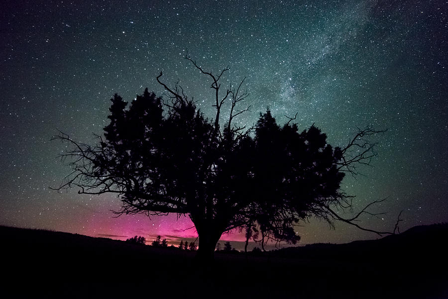 Western Juniper Tree and Pink Northern Lights with Milky Way Photograph by Tyler Hulett