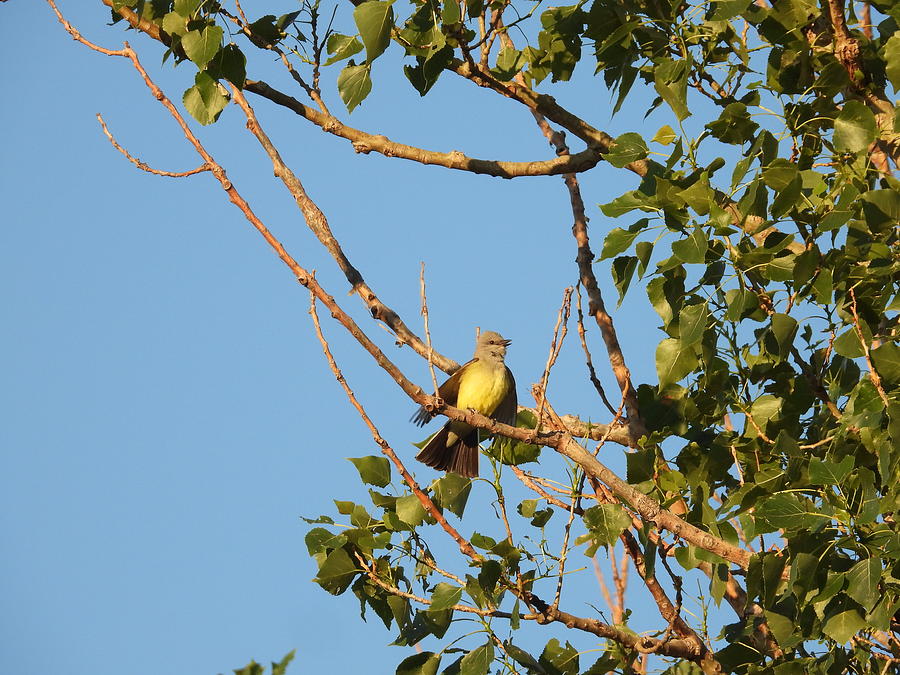 Western King Bird Singing Photograph by Amanda R Wright