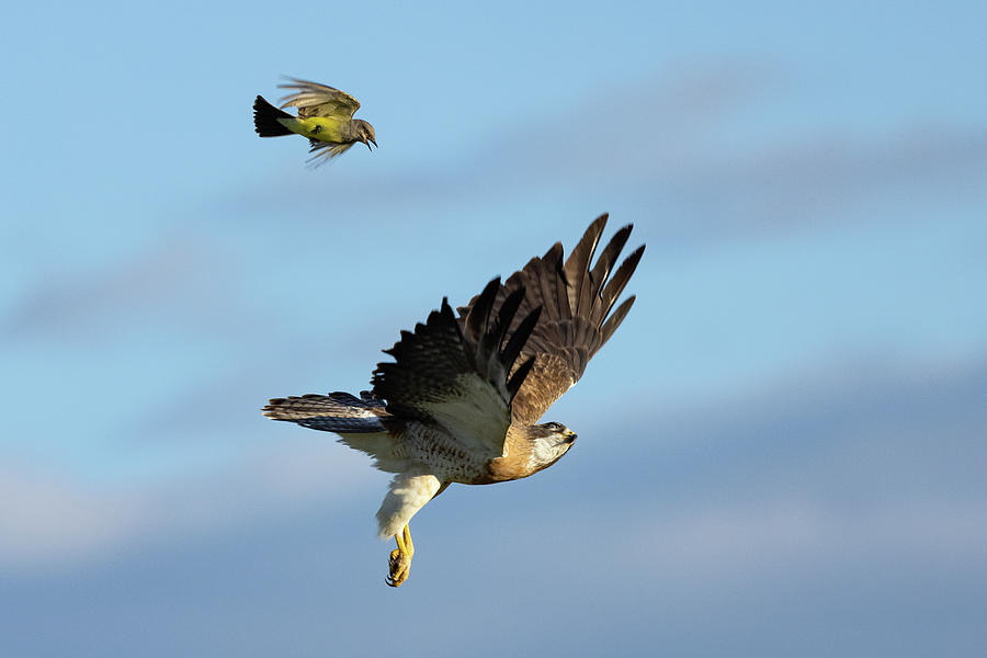Western Kingbird Chases a Swainsons Hawk Photograph by Tony Hake