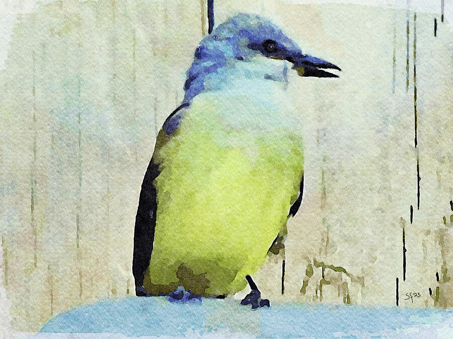 Western Kingbird Flycatcher Watercolor Painting Digital Art by Shelli Fitzpatrick