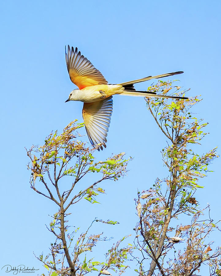 Western Kingbird Flyover Photograph by Debby Richards