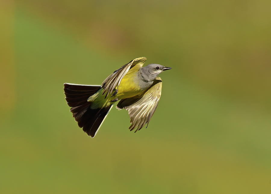 Western Kingbird in Flight Photograph by Cindy McIntyre | Pixels