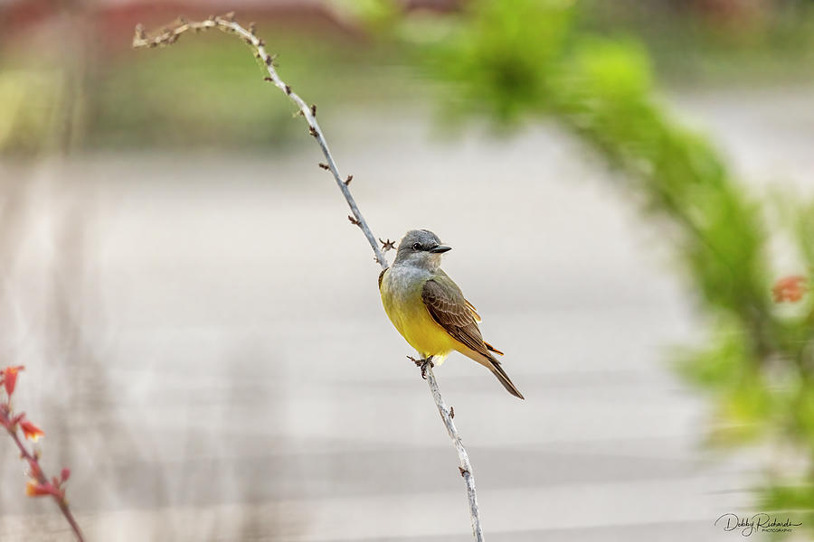 Western Kingbird Perched Photograph by Debby Richards