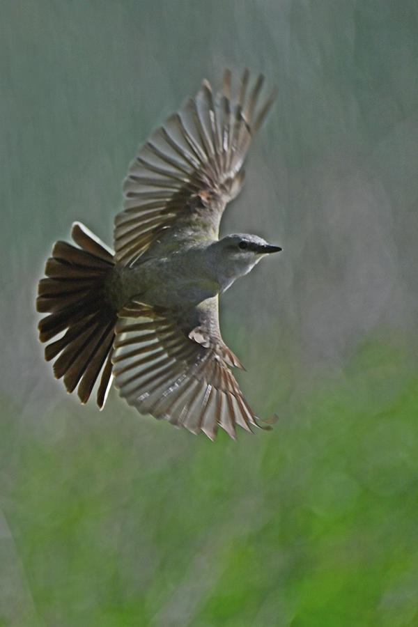 Western Kingbird - Tyrannus verticalis Photograph by Amazing Action Photo Video